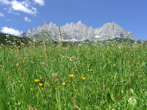 Wilder Kaiser