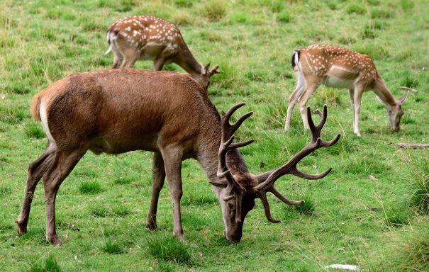 Wildpark Aurach